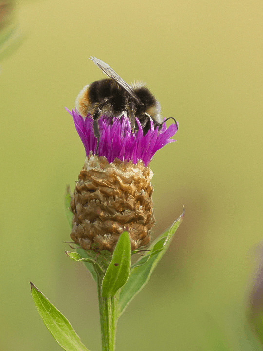 Centaurea stoebe